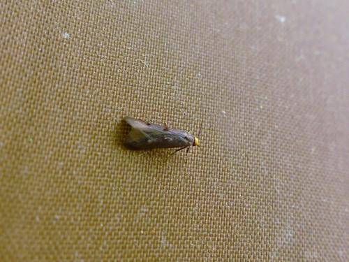 Spuleria flavicaput